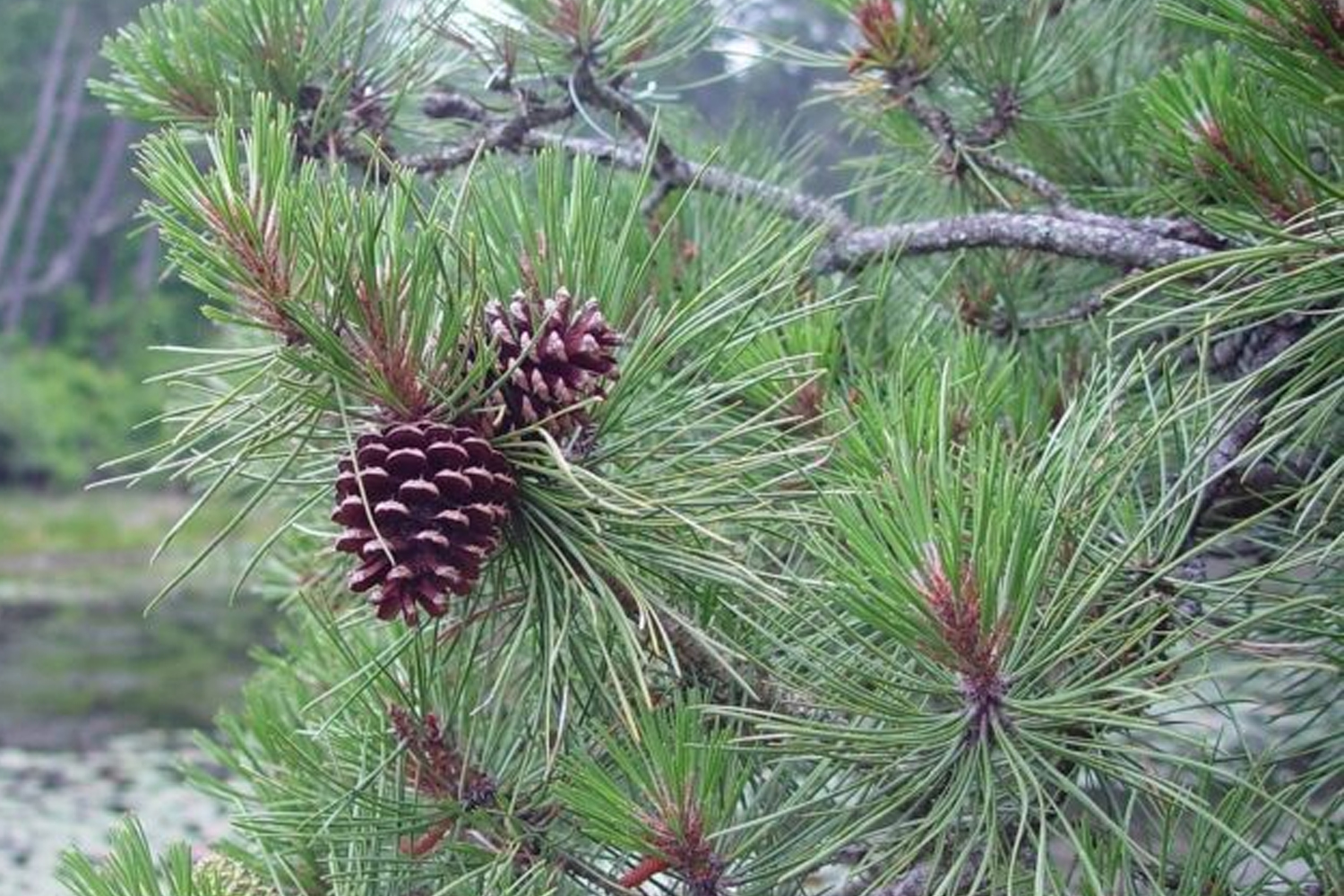 East Hampton Southampton Brookhaven Revegetation